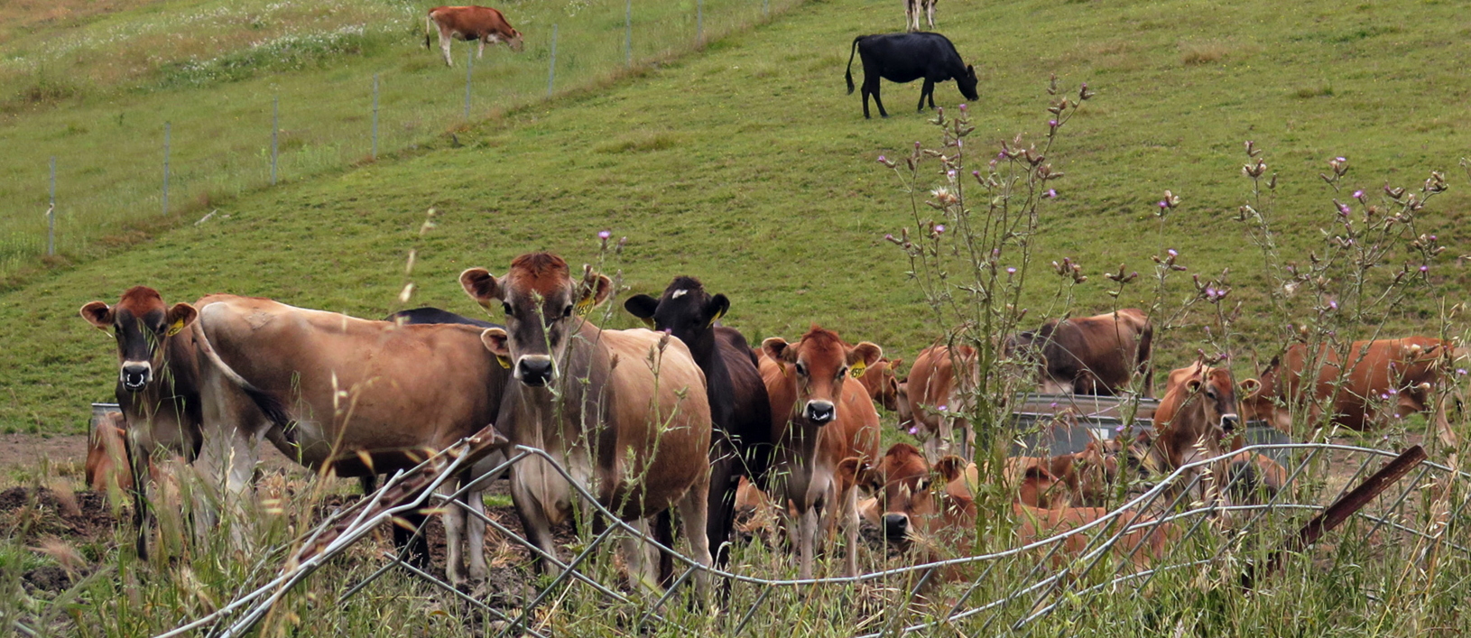 Our New Cow Buddies