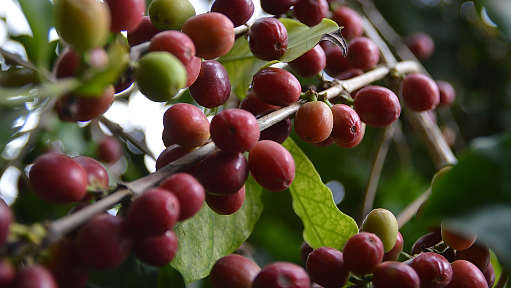 Ripe red coffee cherries on branch