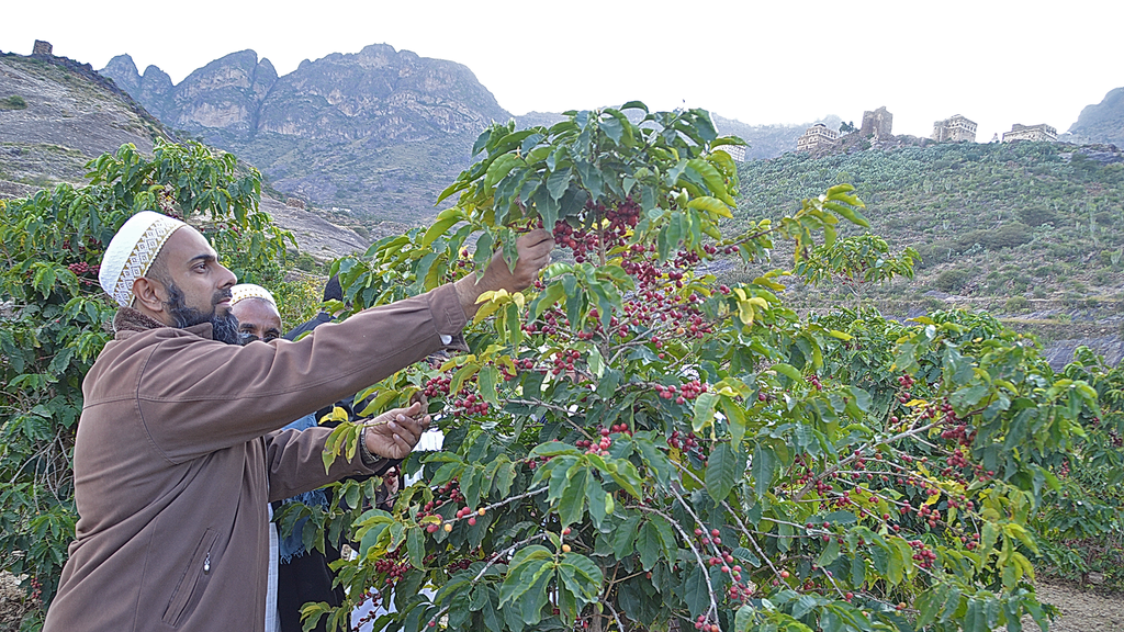 Yemeni farmer picking ripe coffee cherries