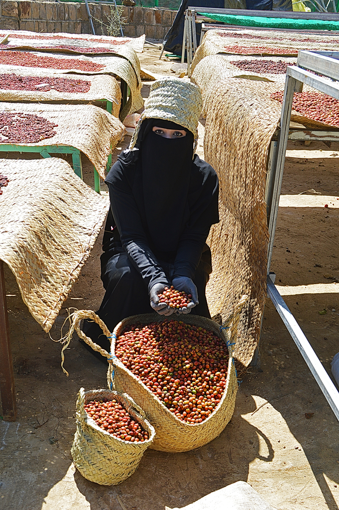 Yemeni woman with face covering, holding ripe coffee cherries