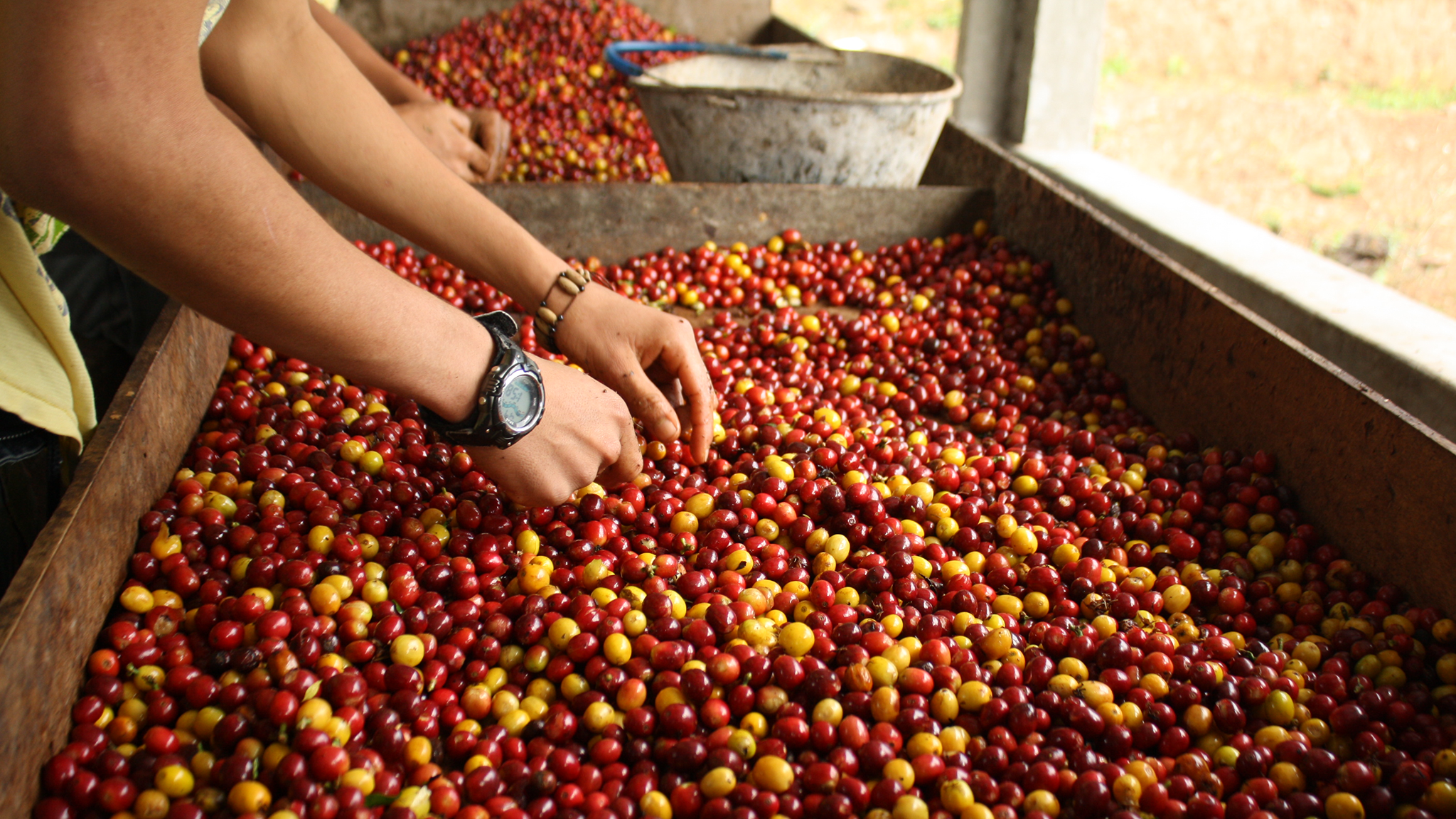 Cup of Excellence Finalist: Finca Alcatraz